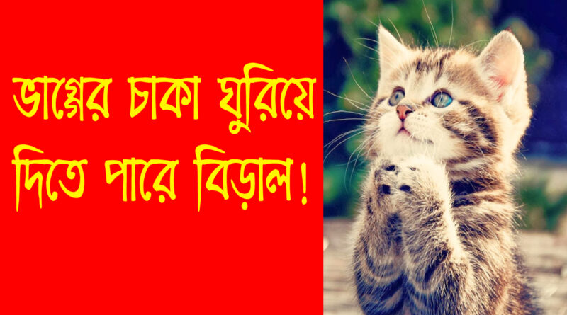 cat Vastu Tips