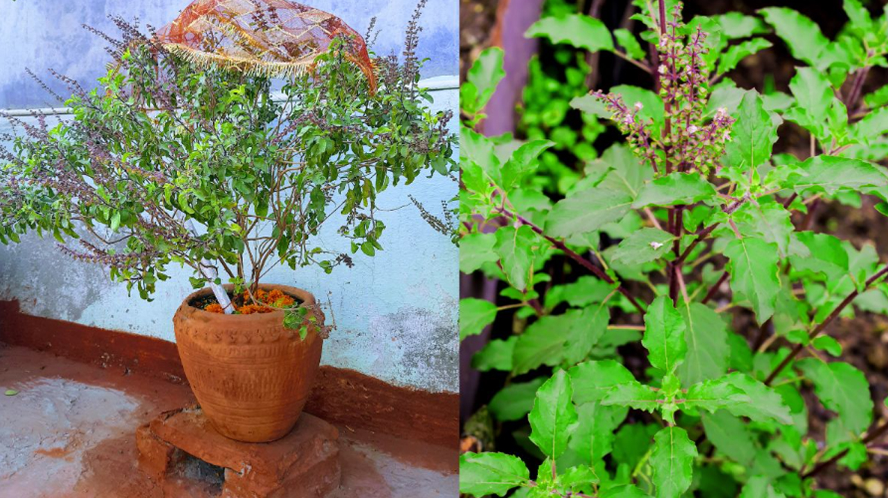 tulsi vast tips