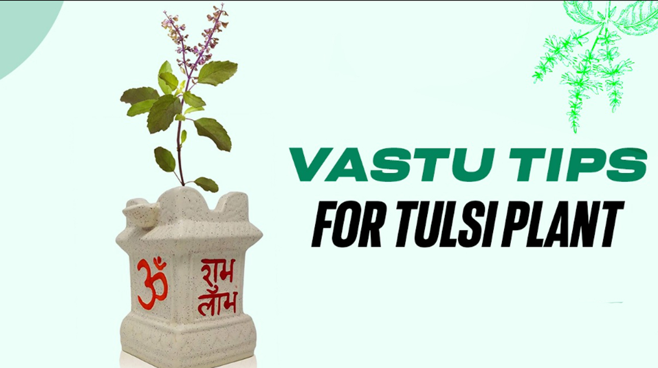 tulsi vast tips