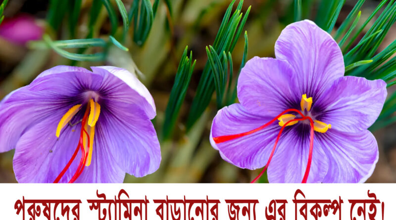 Saffron: পুরুষদের স্ট্যামিনা বাড়ানোর কোনো বিকল্প নেই জাফরান (কেসার) এর! টানা ৩০ দিন খেলে ফল পাবেন