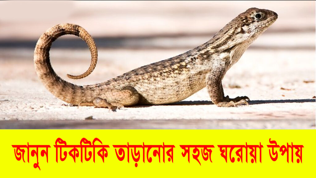 How To Get Rid of Lizards at Home: বাড়ি থেকে কীভাবে টিকটিকি তাড়াতে হবে: টিকটিকি দূরে রাখার সহজ উপায়গুলি