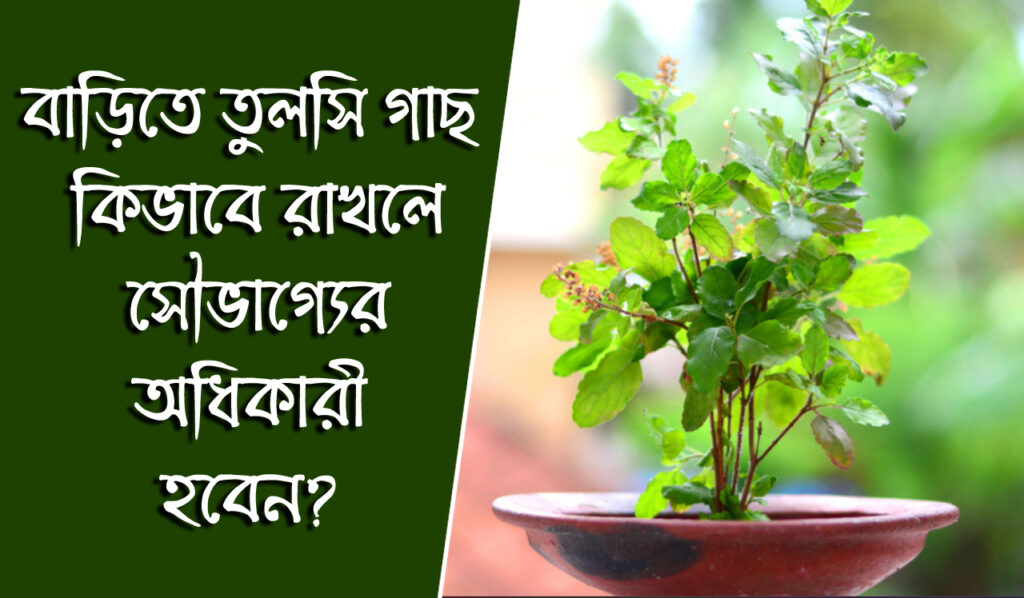 Tulsi Vastu Tips: বাড়িতে তুলসি গাছ কী ভাবে রাখলে সৌভাগ্যের অধিকারী হবেন?