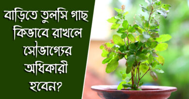 Tulsi Vastu Tips: বাড়িতে তুলসি গাছ কী ভাবে রাখলে সৌভাগ্যের অধিকারী হবেন?